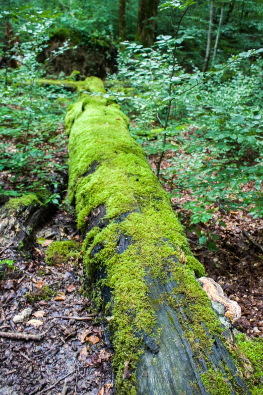 mossy logs that have been washed down in the woods