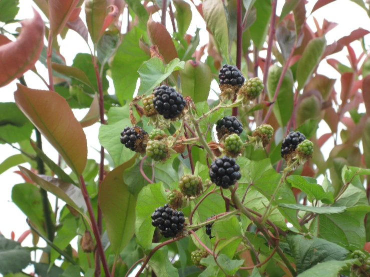 blackberries growing on a bush in a tree