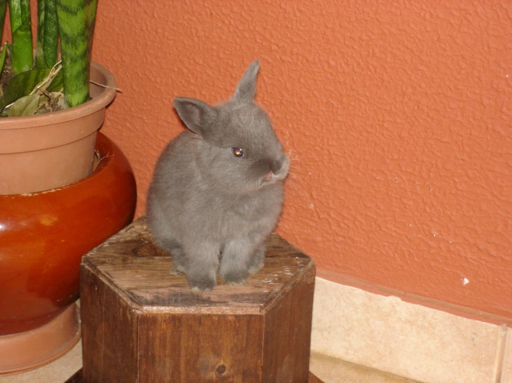 a gray bunny sits on top of a small wooden box next to potted plant