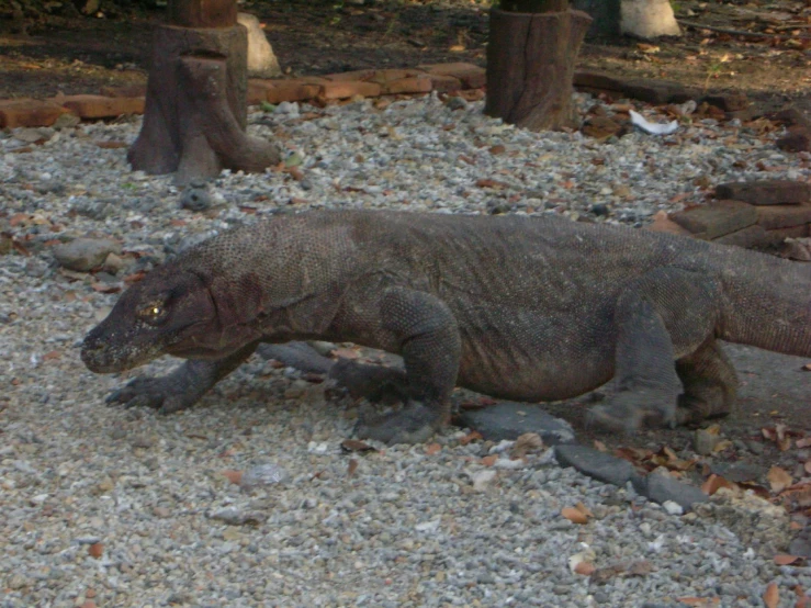 an animal walking in gravel in front of a tree