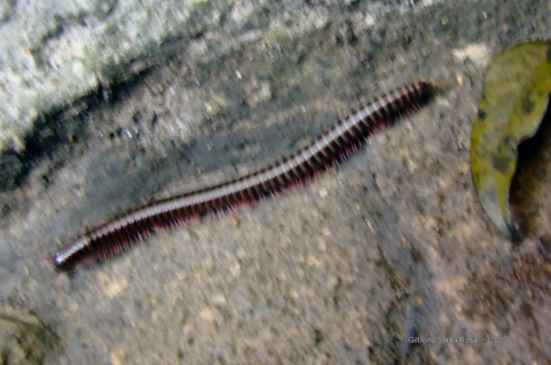 a close up of a long worm on a rock