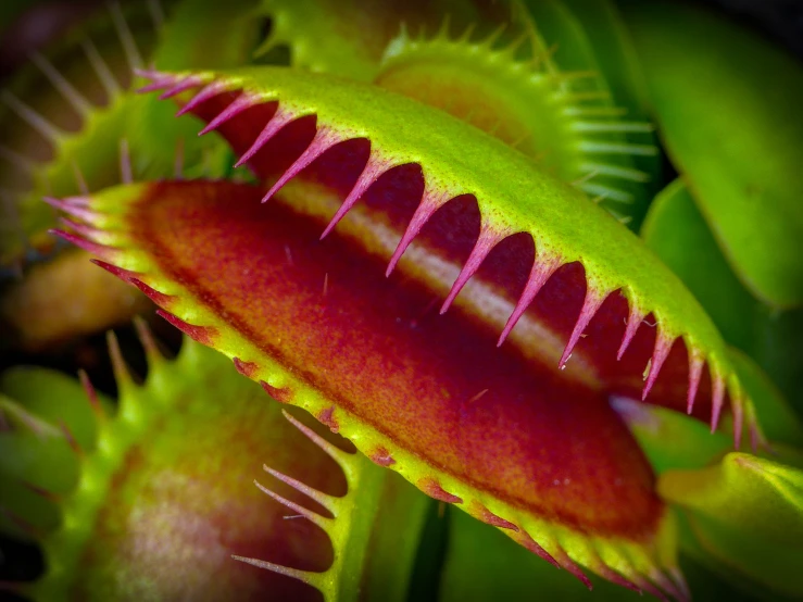 a close up picture of a venus plant