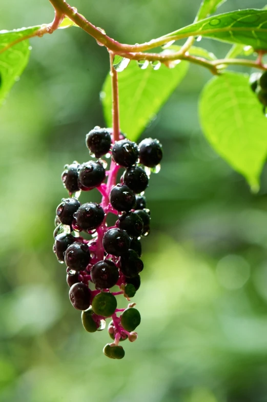 some berries hanging on a tree nch in the woods