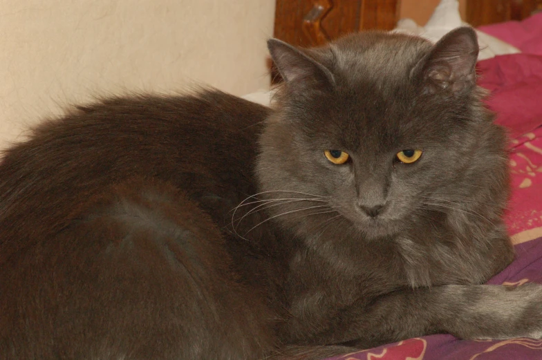 a grey cat with orange eyes sitting on a pink and pink comforter