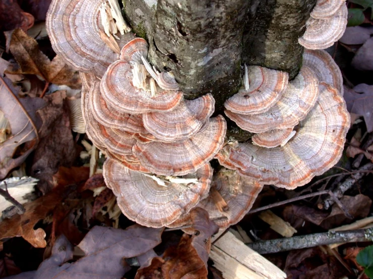 a forest has large, white and orange mushrooms growing from the ground