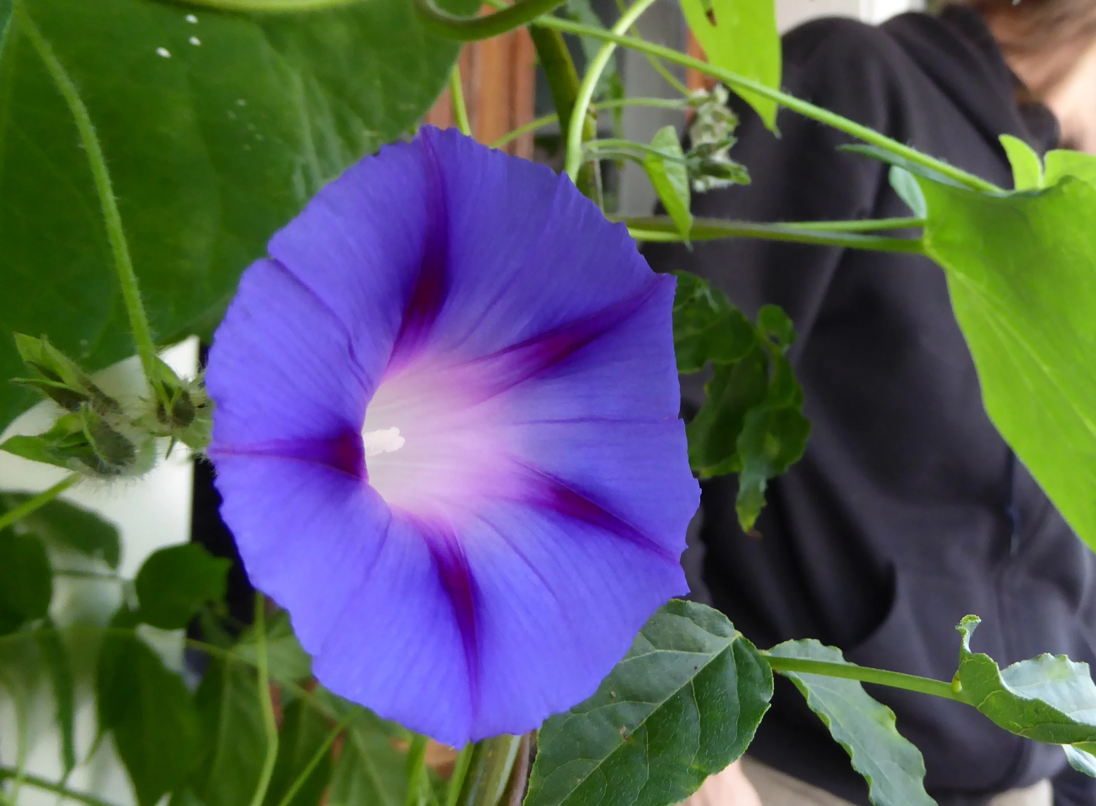 a purple flower that is growing on a tree