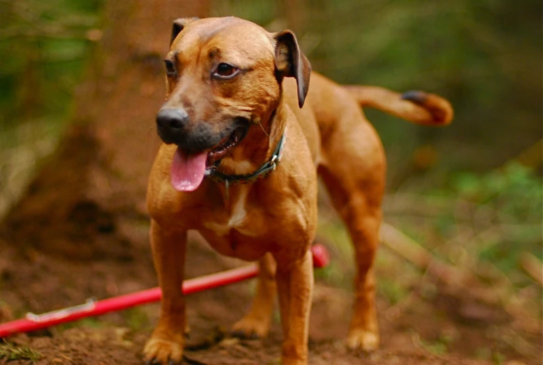 a brown and black dog in the woods