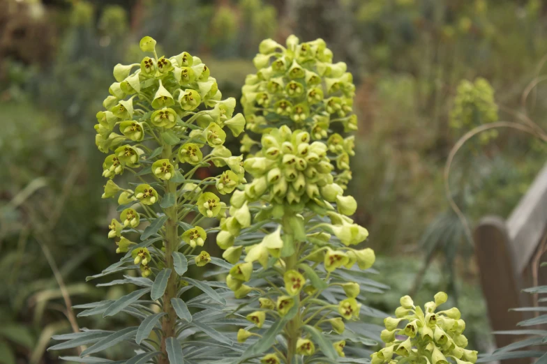 green flower head in foreground surrounded by fence