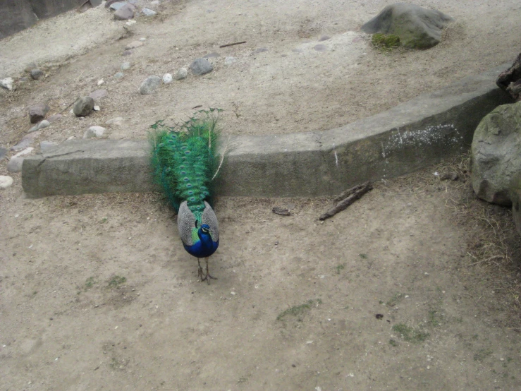 a small green feather sitting on top of a dirt ground