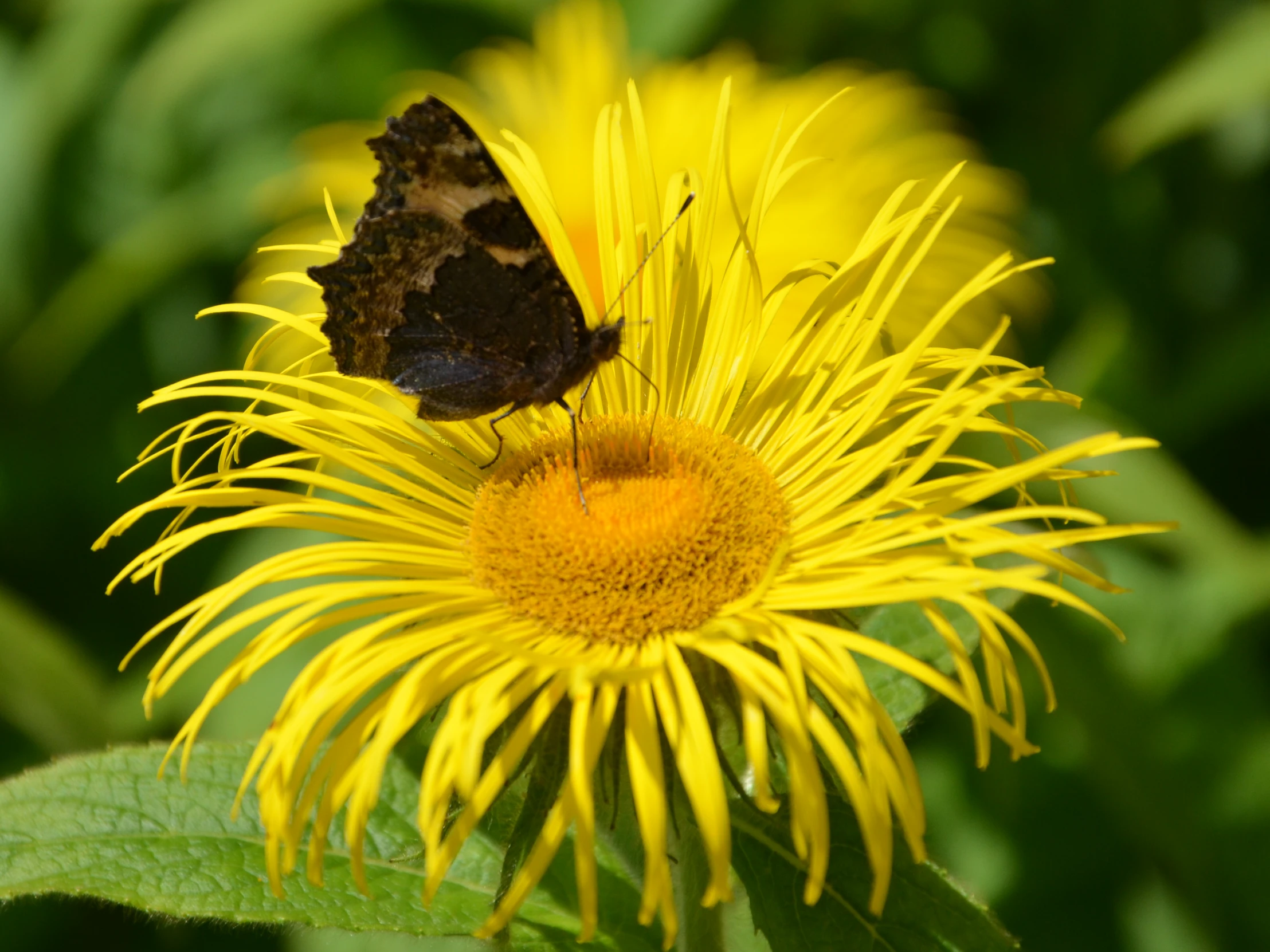 the moth is sitting on the yellow flower