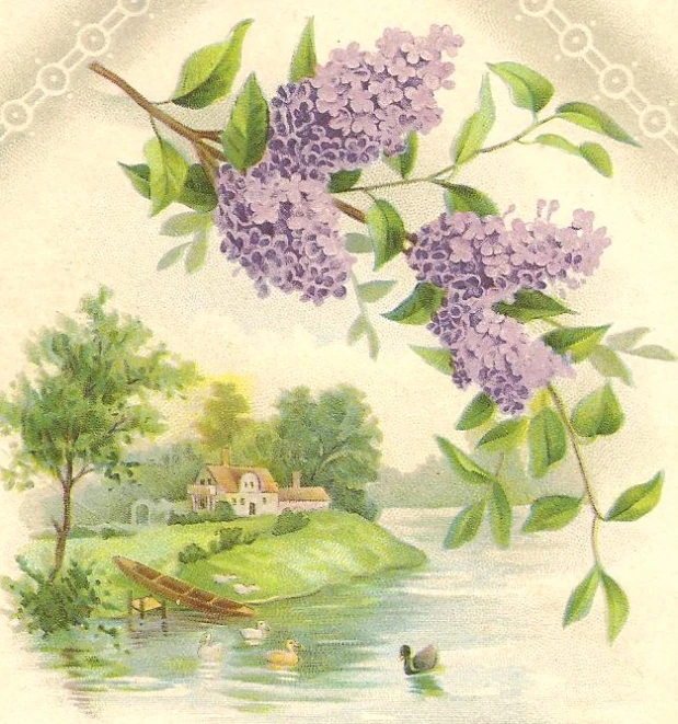 the vintage postcard shows lilacs in a pond