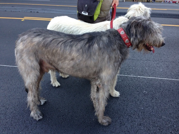 an animal in the shape of a sheepdog on a leash
