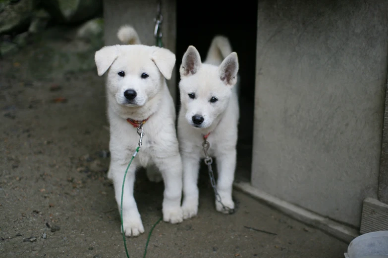 two white dogs that are tied up to a door