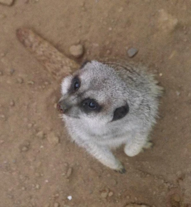 an adorable baby meerkat sitting on the ground