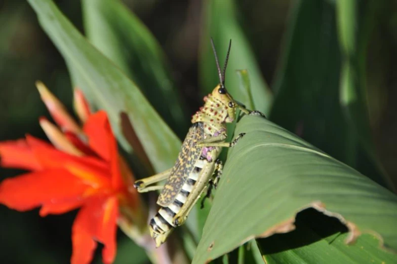 a green grasshopper sitting on top of a leaf