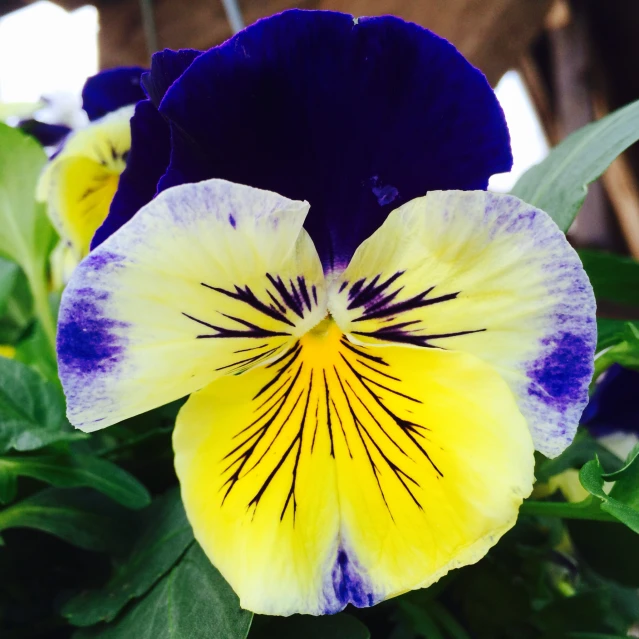 an up close po of some blue and yellow flowers