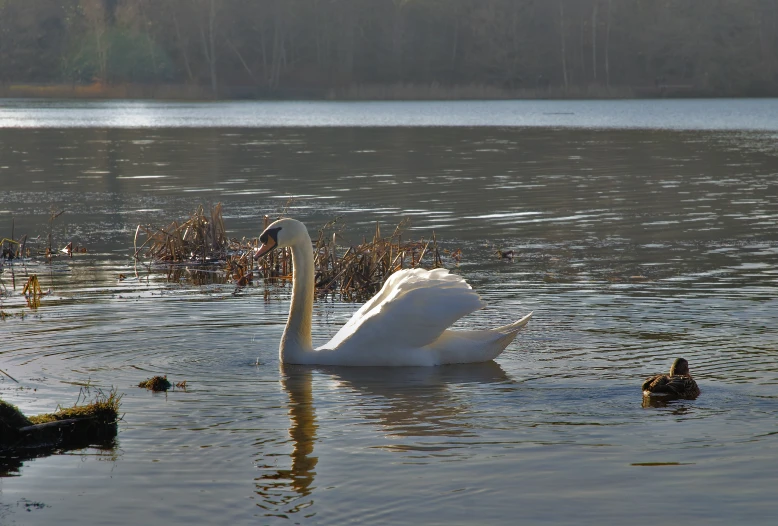 a swan in the water with its ducklings