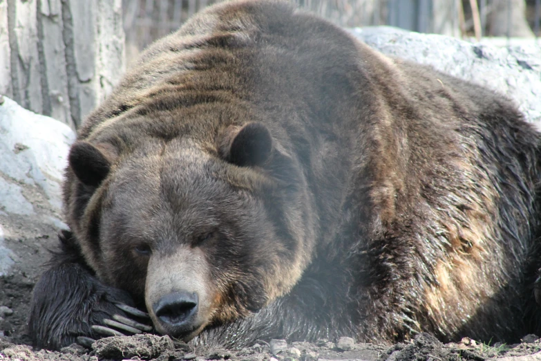 a brown bear lying on the ground