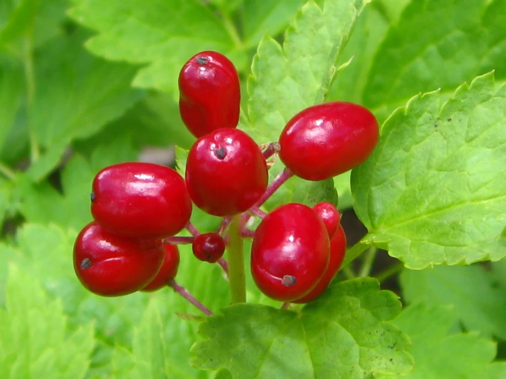 a couple of berries on a green leafy plant