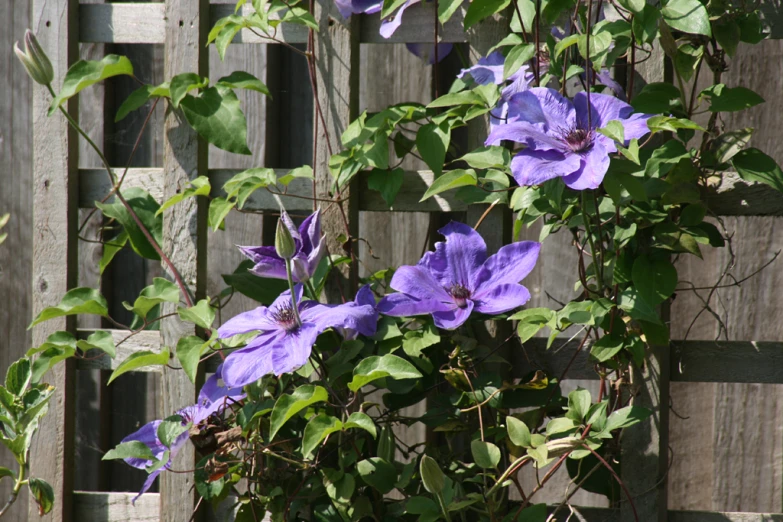 a close up view of some flowers on a tree