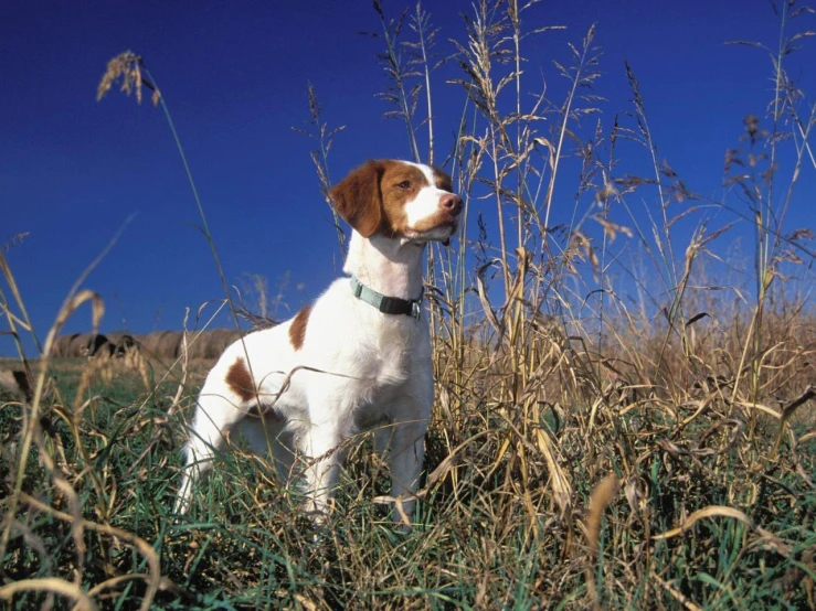 a brown and white dog is in tall grass