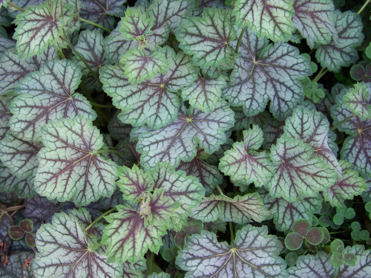 colorful and purple leafy plants in a garden