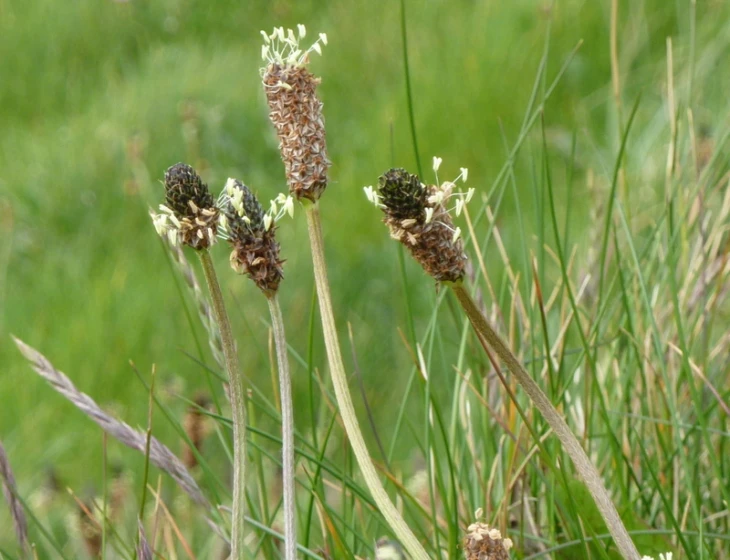 the flower heads are brown in color