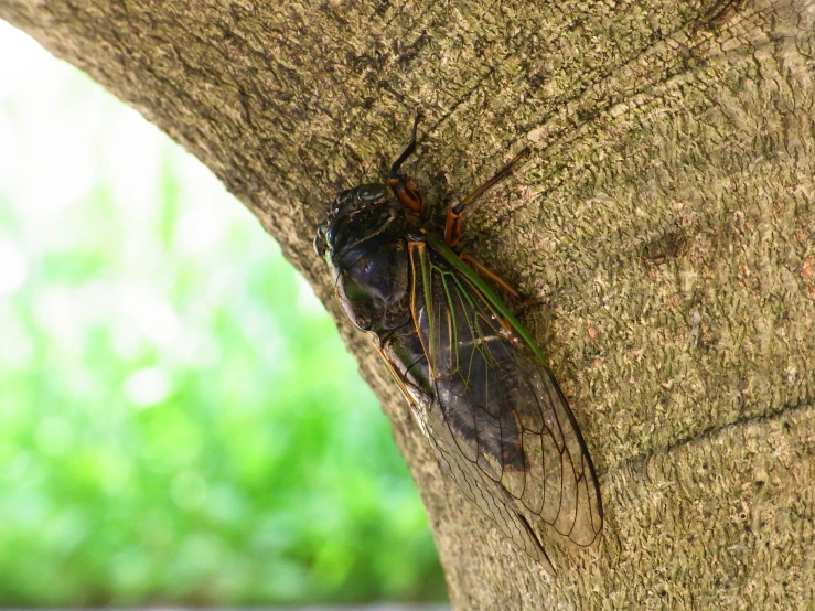 a bug that is perched on the side of a tree