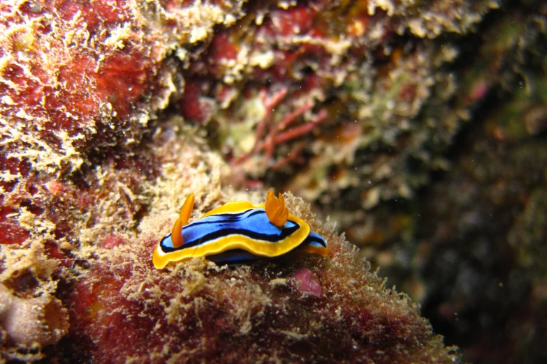 a small blue and yellow animal crawling on the coral