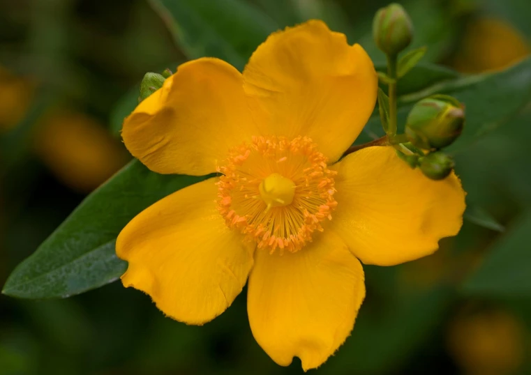 close up of yellow flower on green leafy background