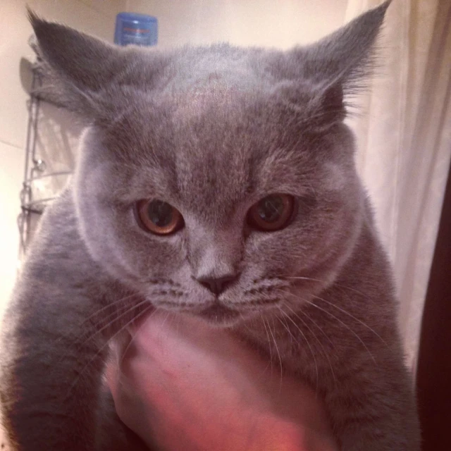 cat being petted by a person wearing red wristband