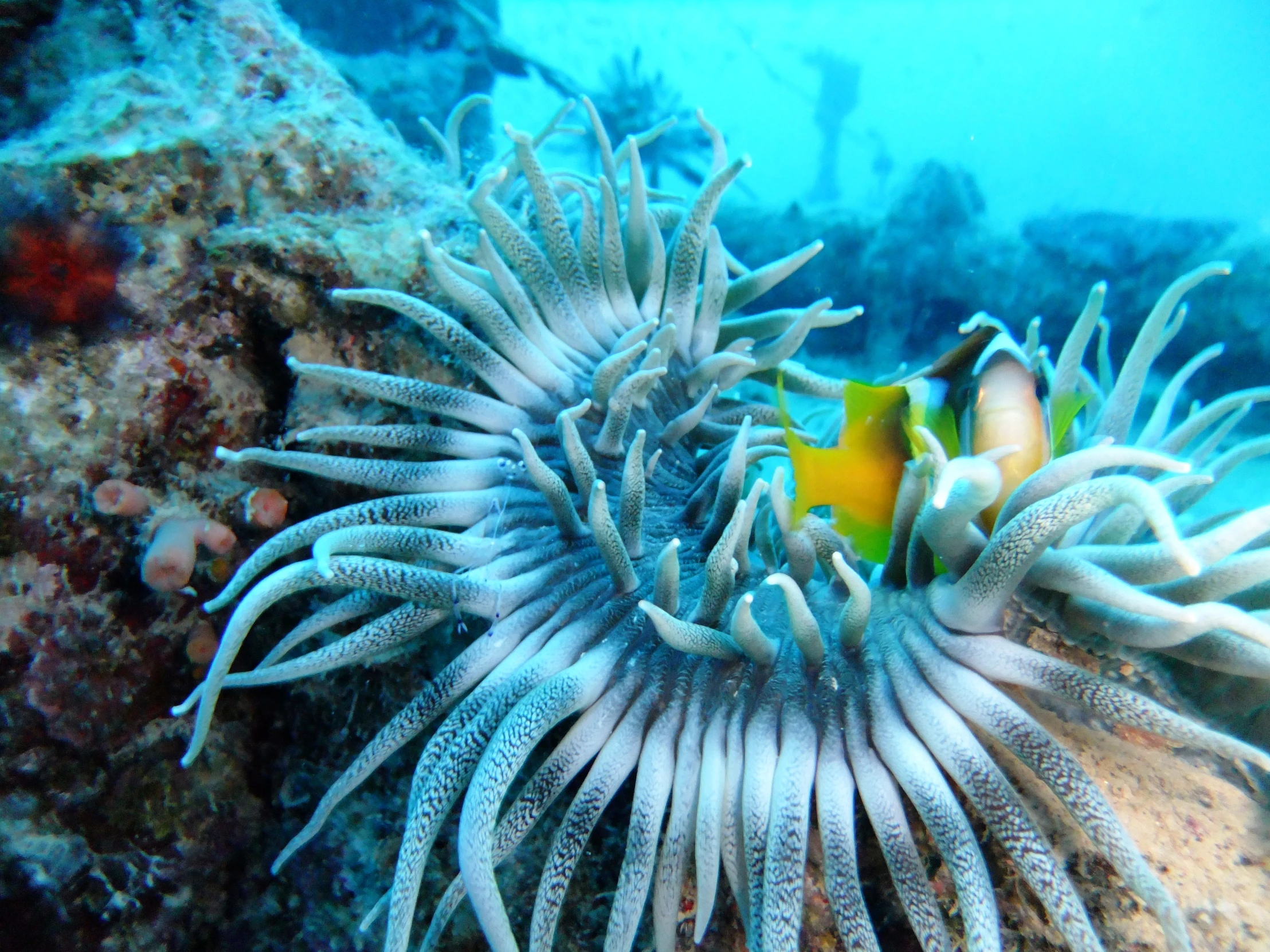 a sea anemone in a coral on the ocean floor