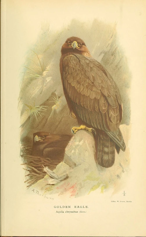 a painting of an eagle with two birds on the ground