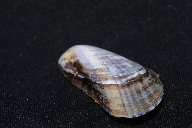 an image of a small shell on the ground