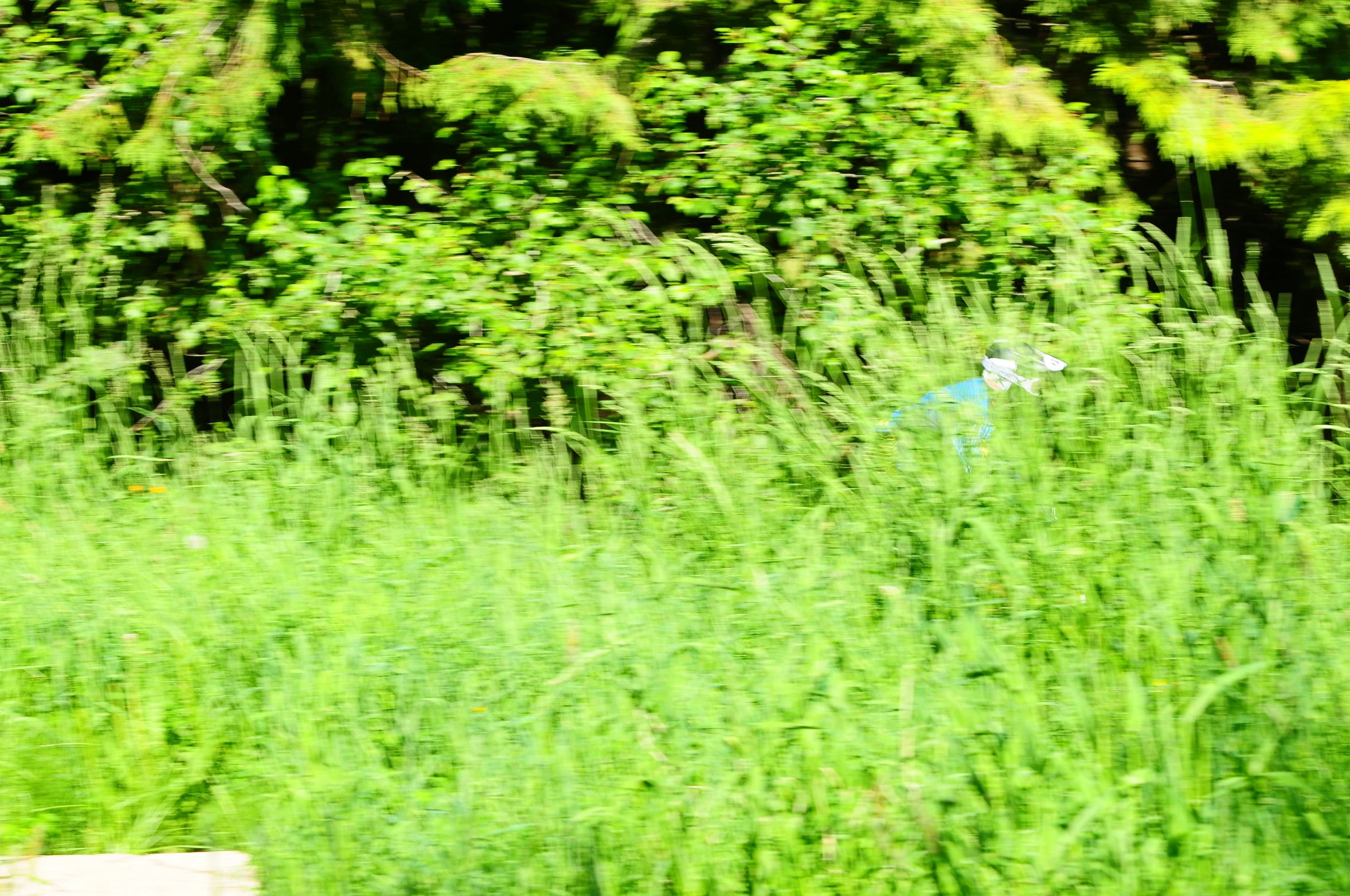 a patch of bluebird in the middle of tall grass