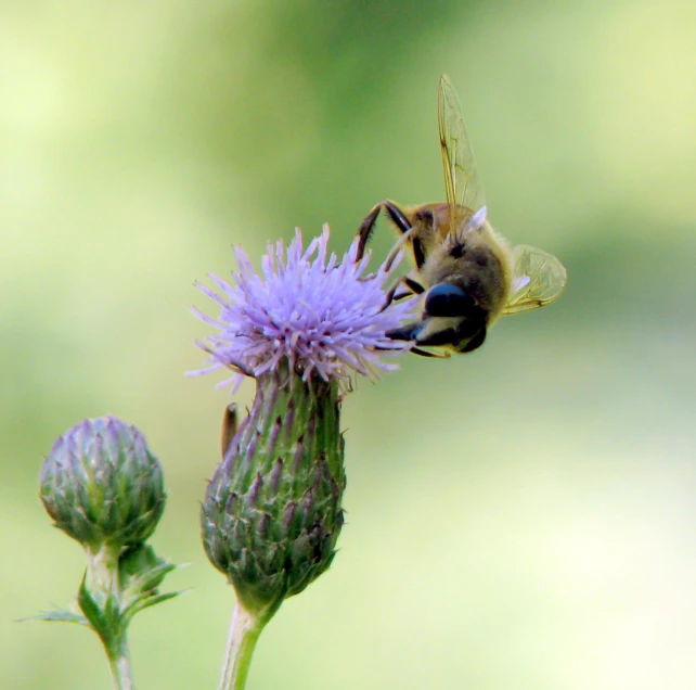 the honeybee is collecting nectars for the flowers