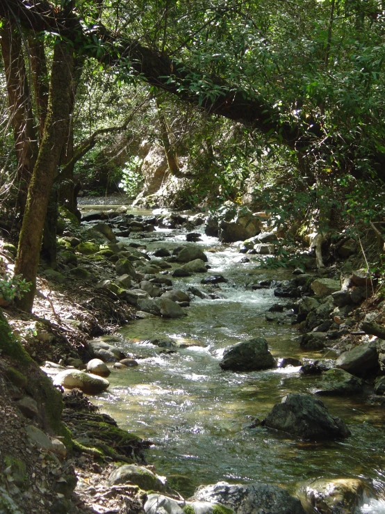 a stream runs under a large tree lined bridge