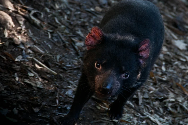 a black animal with red tipped ears standing on some leaves