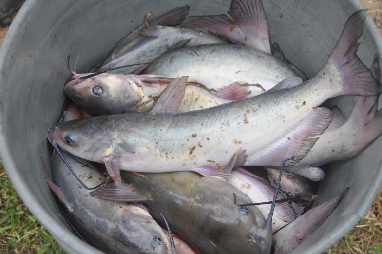 several fish are shown in the bucket outside