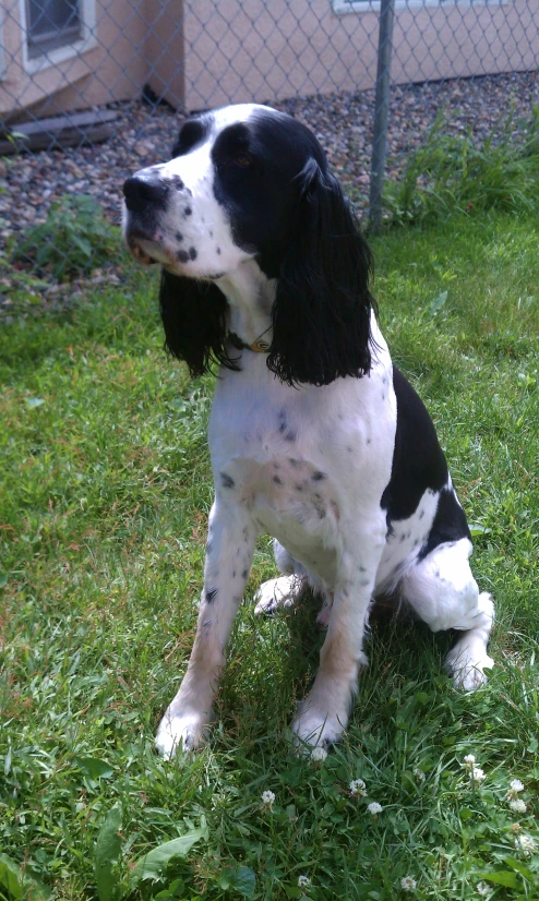 a black and white puppy sits in the grass