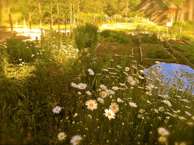 a yard with a little house and flowers in it