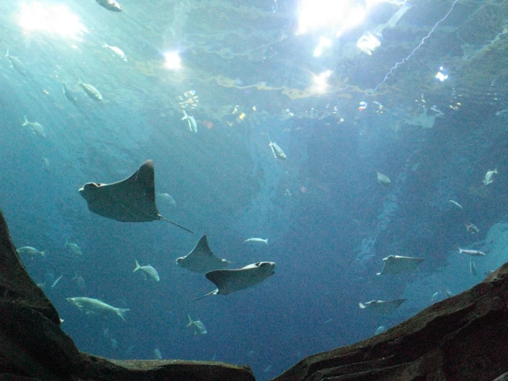 people viewing various types of fish in an aquarium