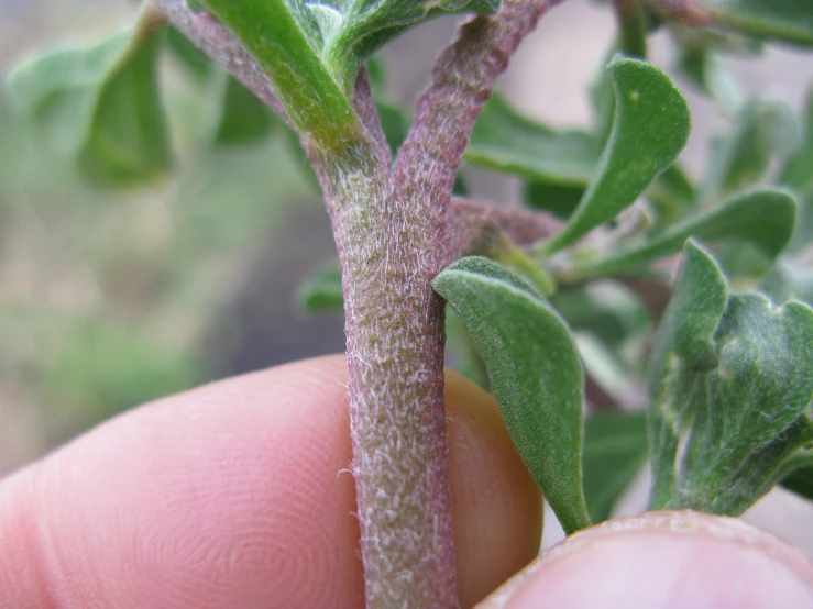 someone holding a small green plant with white spots