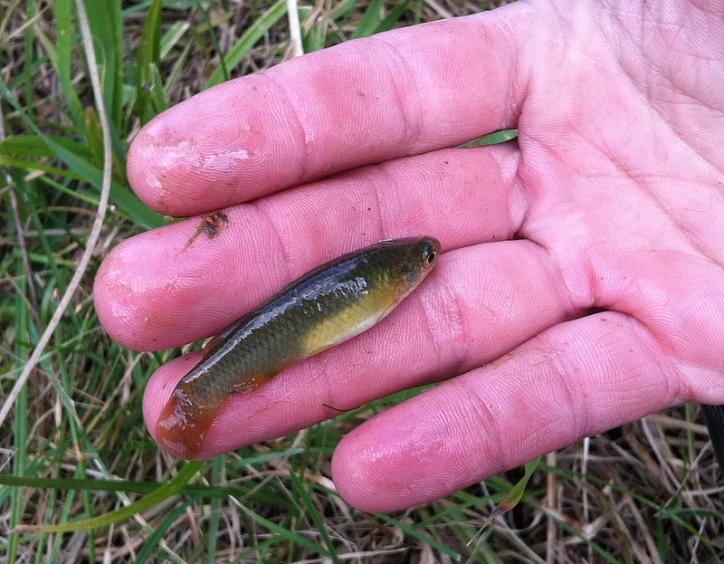 a small brown fish sitting on top of grass