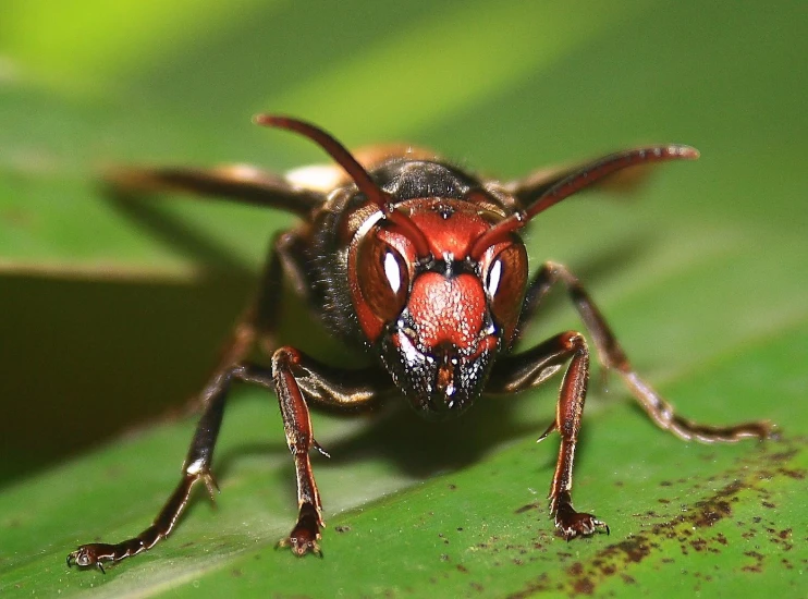 a close up view of a fly on a leaf