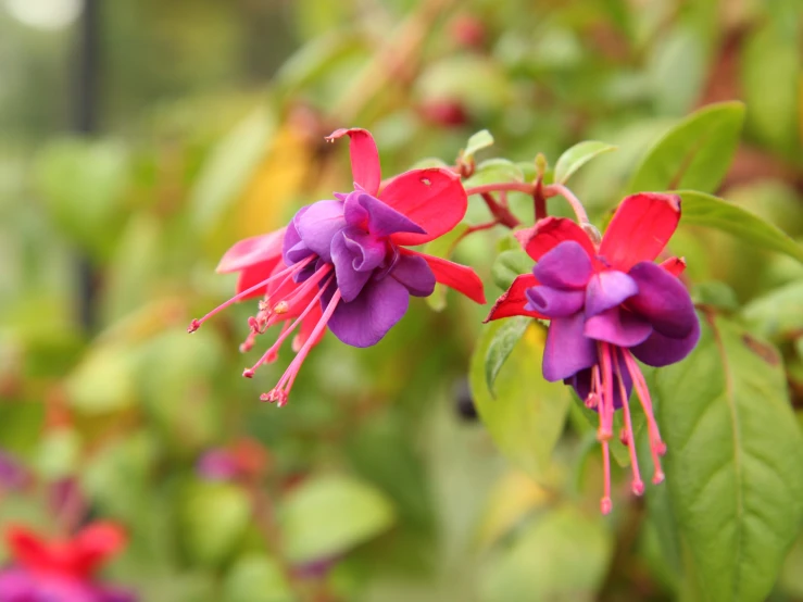 some very pretty purple and red flowers near some green leaves