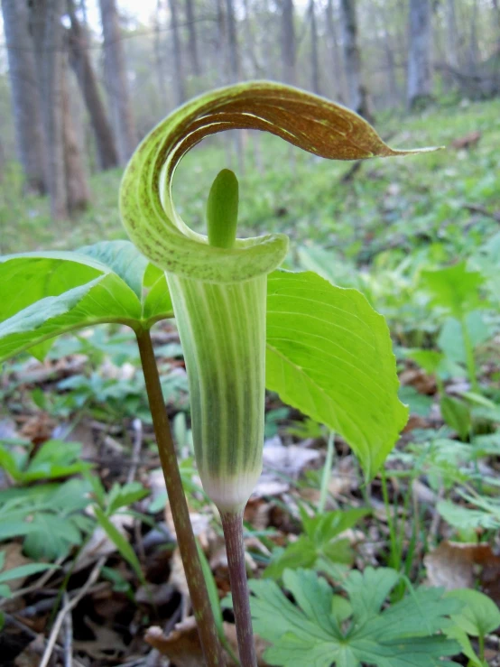 a large green plant with a brown stalk