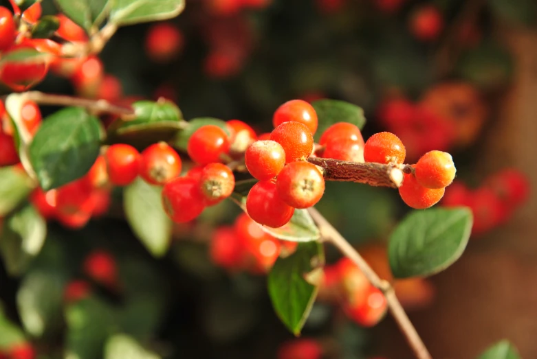 berries on tree nch with some green leaves