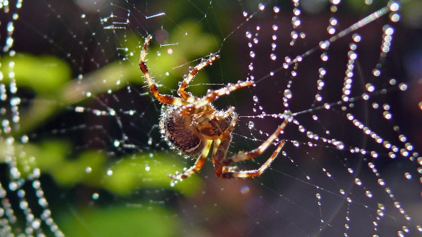 a spider on it's web with water droplets