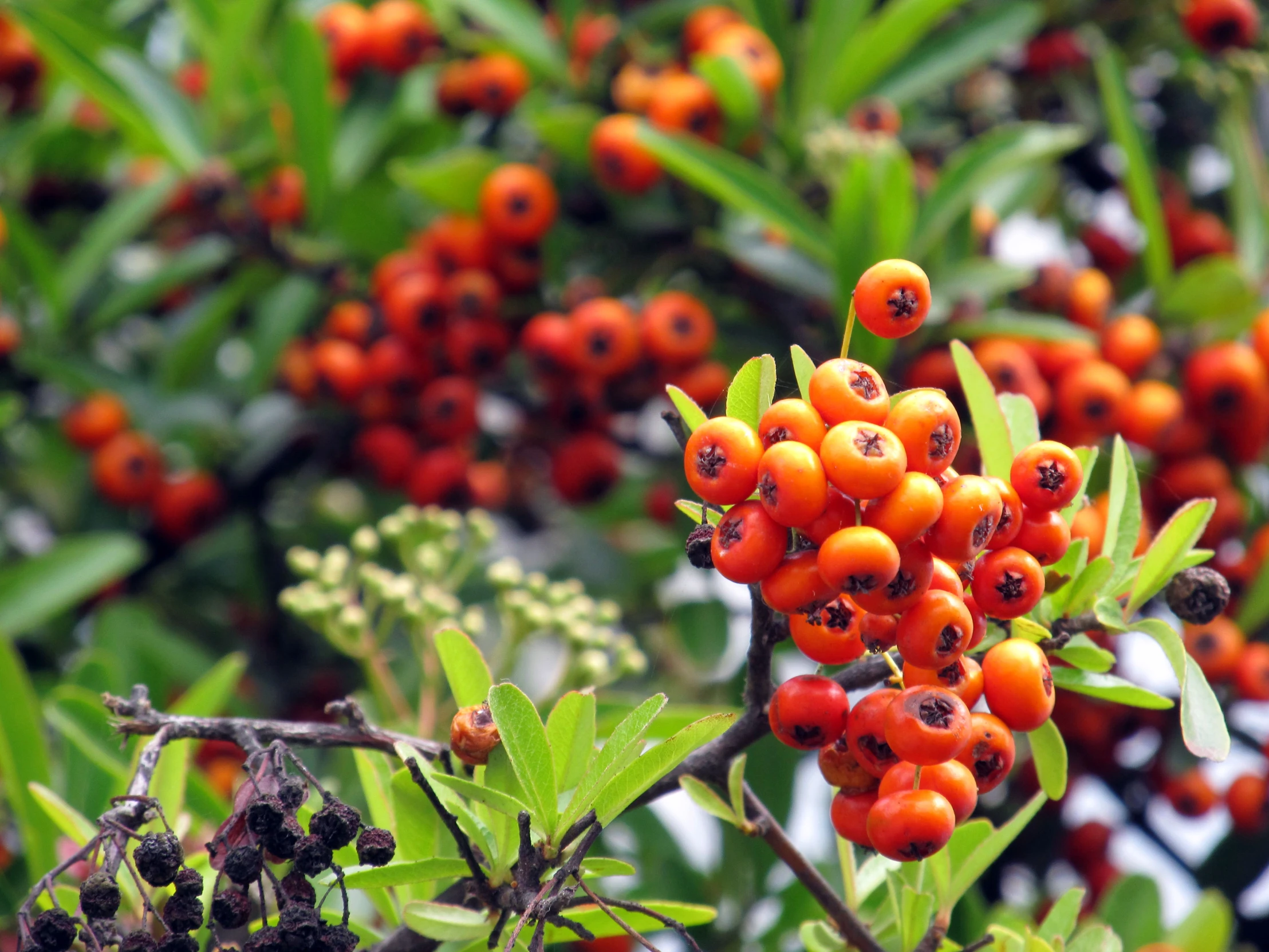 berries that are on the tree and one orange